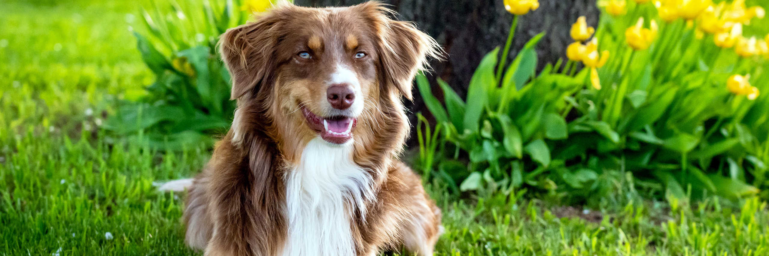 australian-shepherd-2560x853-1