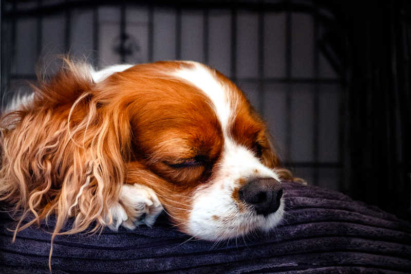 Best Dog Crates