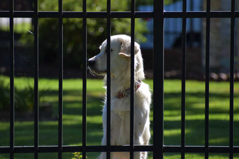 Dog Fence Reviews