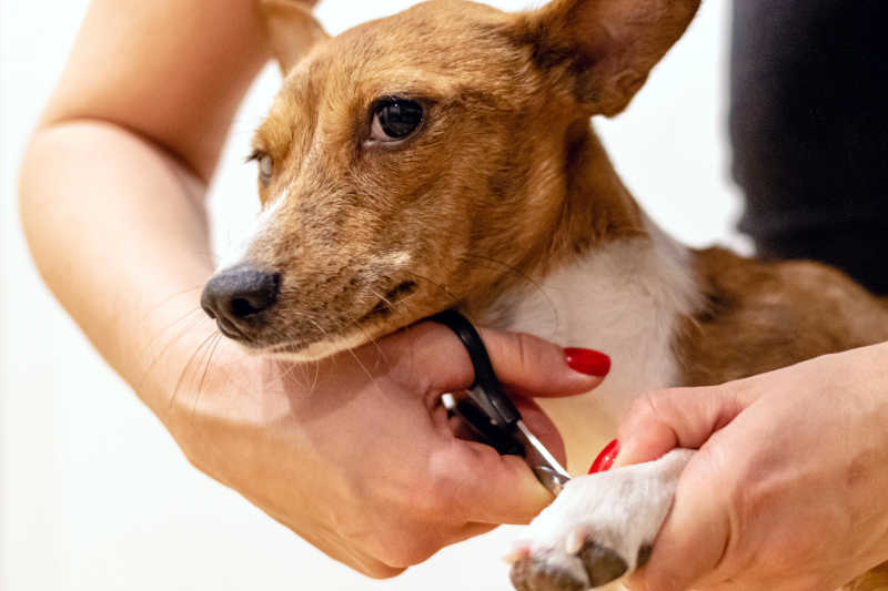 Dog Grooming Tools