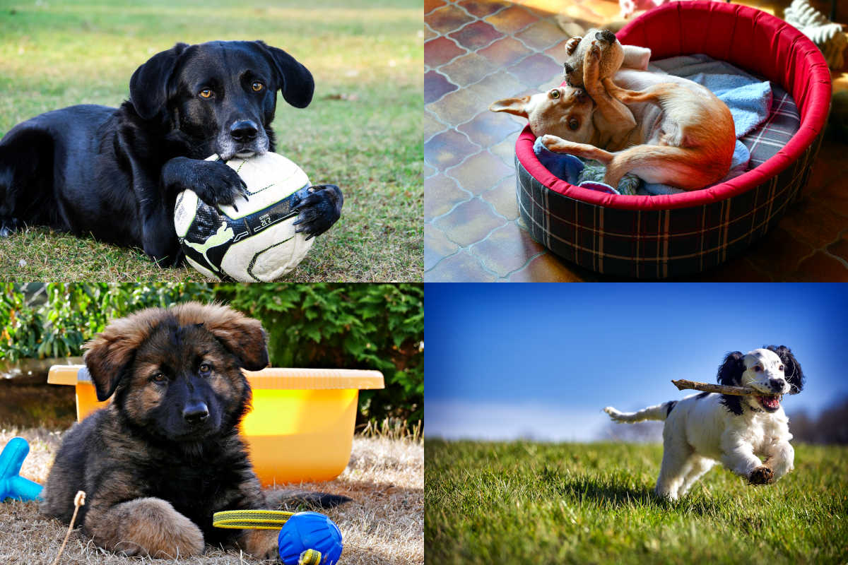 Fun Activities to Do with Your Dogs