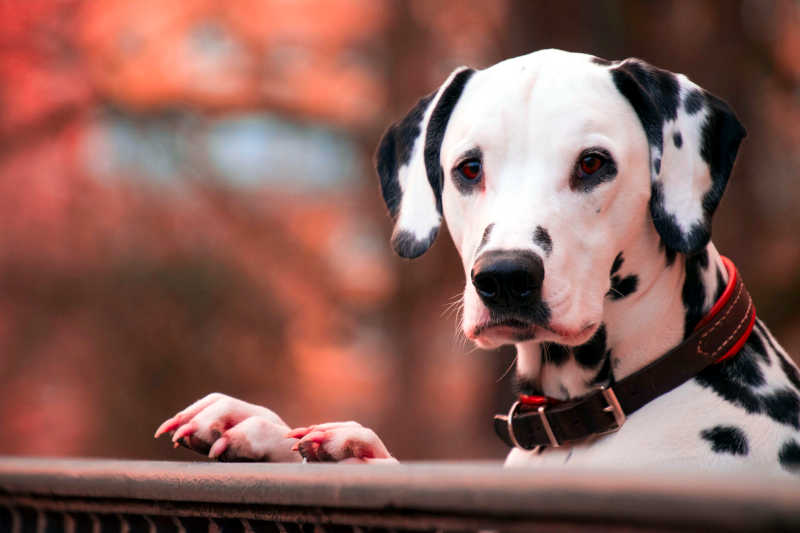 Best GPS Dog Collars