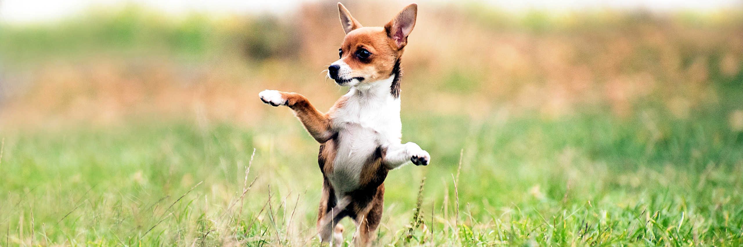 dog-2560x853-1-qnb2hsctjtcd1dd4i2envrkk3se8uv5w8wiekta4b6