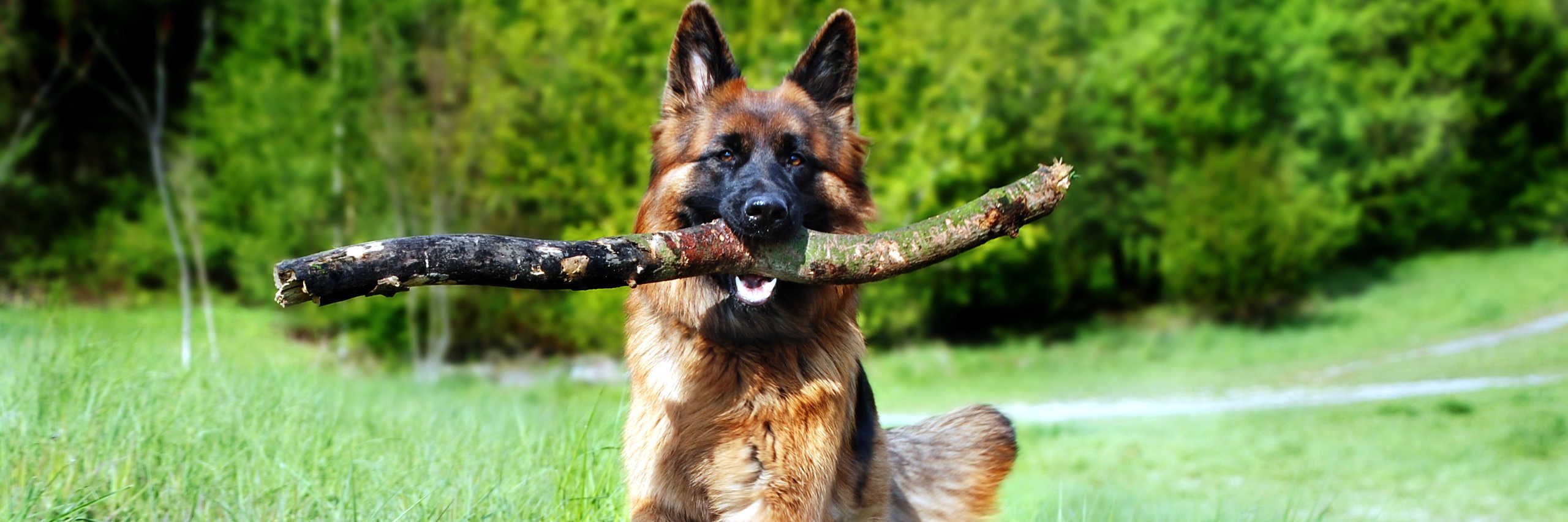 shepherd-dog-2560x853-1-q8c2x8aotaeq7b2fnr6fliibpcqpuy7mhjrwoidf5s